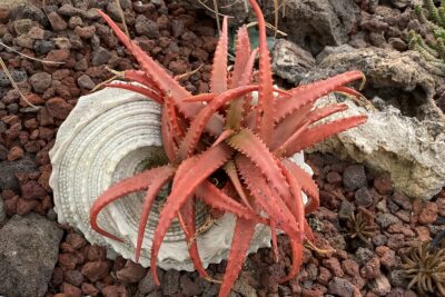 Succulent looks like star fish Aloe cameronii (c) Debra Lee Baldwin