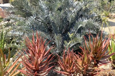 Red succulent with blue cycad: Aloe cameronii, Encephalartos horridus