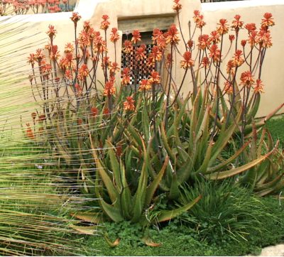 Mid-sized Aloe camperi (c) Debra Lee Baldwin