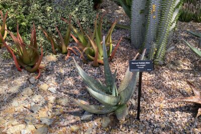 Aloe with long speckled upright blue-green leaves: Aloe camperi 'Cornuta' (c) Debra Lee Baldwin