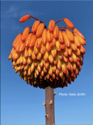 Aloe capitata var. quartziticola (c) Kelly Griffin