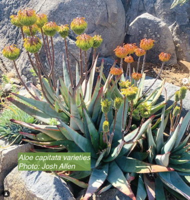 Aloe capitata varieties Feb 18 (c) Josh Allen, Fairview Nursery