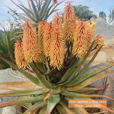 Aloe capitata x Aloe ferox (c) Josh Allen, Fairview Nursery
