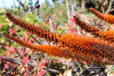 Aloe castanea (cat's tail aloe) (c) Debra Lee Baldwin