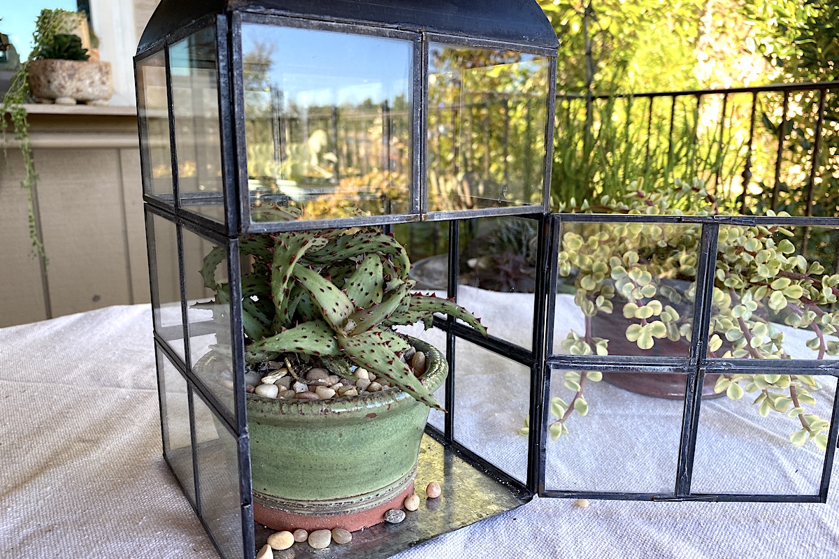 Aloe castilloniae lantern