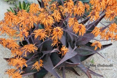 Purple Aloe chabaudii (c) Debra Lee Baldwin