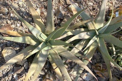 Aloe chabaudii (Dwala aloe) (c) Debra Lee Baldwin