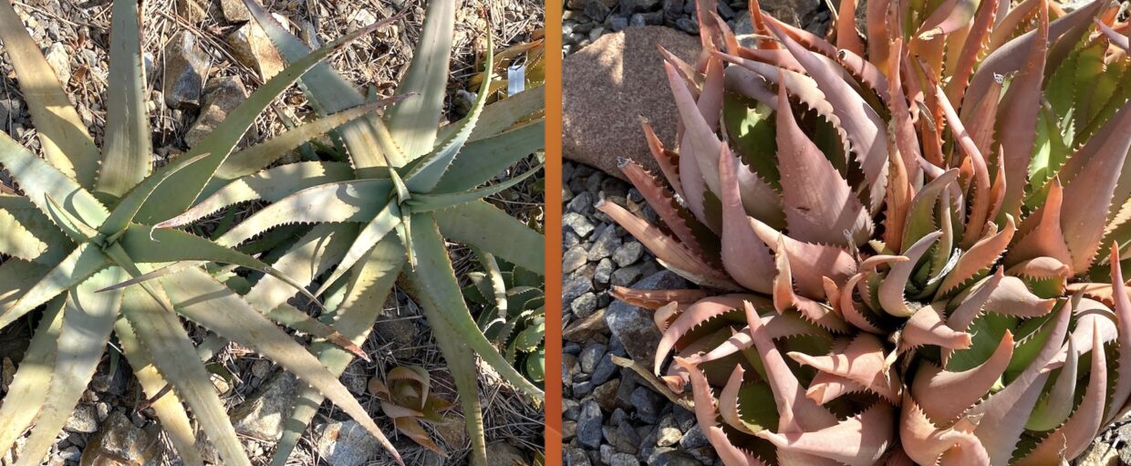 Aloe chabaudii (Dwala aloe) normal and stressed (c) Debra Lee Baldwin 