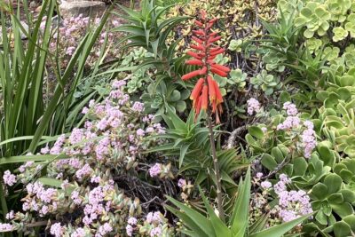 Succulent with slender dark green starburst leaves and orange-red flowers Aloe ciliaris (c) Debra Lee Baldwin