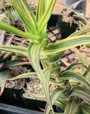 Aloe ciliaris, variegated (c) Josh Allen, Fairview Nursery