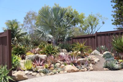 Aloe collector's garden Succulent driveway (c) Debra Lee Baldwin