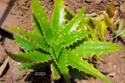 Glossy green Aloe congolensis (c) Debra Lee Baldwin