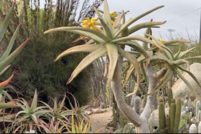 White-bark succulent tree with long fleshy leaves and yellow flowers Aloe dichotoma (c) Debra Lee Baldwin