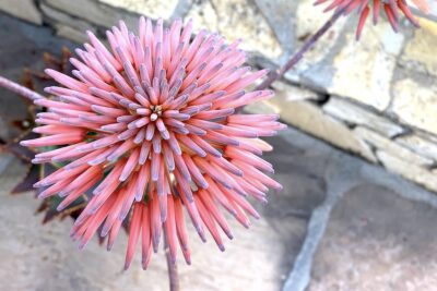 Aloe distans flower (c) Debra Lee Baldwin
