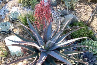 Aloe divaricata 'Diablo' succulent with slender blue-purple leaves and upright coral flower sprays Aloe divaricata 'Diablo' (c) Debra Lee Baldwin