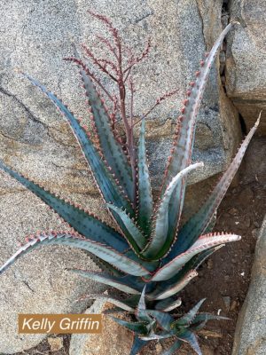 Aloe divaricata hybrid 'Zigzag' KG