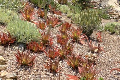 Bright red small aloe: Aloe dorotheae (c) Debra Lee Baldwin