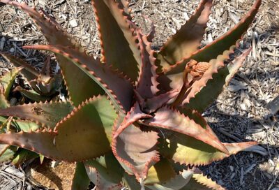 Aloe with pinkish red center and serrated green leaves: Aloe elgonica (c) Debra Lee Baldwin