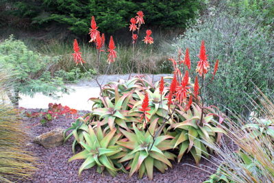 Aloe elgonica, flowers (c) Debra Lee Baldwin