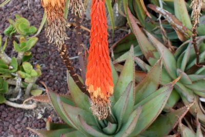 Aloe eminensis (c) Debra Lee Baldwin