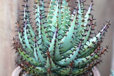 Spiny Aloe erinacea (c) Debra Lee Baldwin