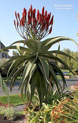 Large Aloe excelsa (c) Debra Lee Baldwin