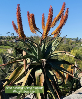 Aloe excelsa × Aloe africana Feb 3 (c) Josh Allen, Fairview Nursery