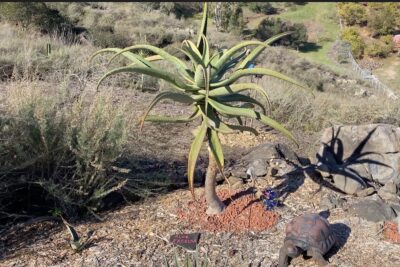 Aloe excelsa tree succulent