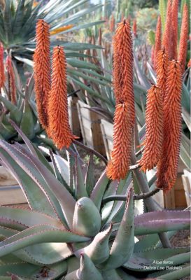 Large Aloe ferox (c) Debra Lee Baldwin