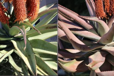 Aloe ferox before & after stressing (c) Debra Lee Baldwin