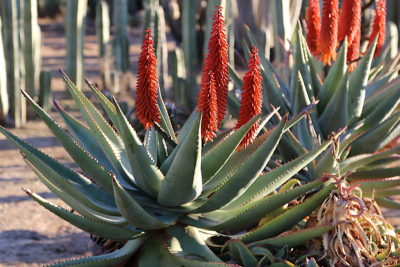 Aloe ferox (c) Debra Lee Baldwin