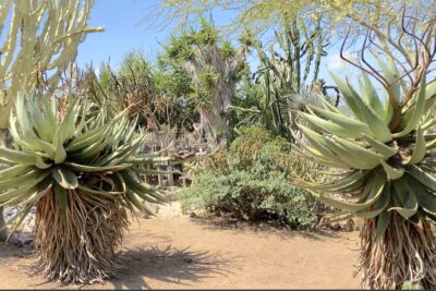 Aloe ferox and yucca in landscape