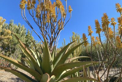 Large aloe with tall, upright yellow flowers: Aloe ferox (c) Debra Lee Baldwin