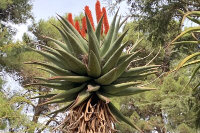 Succulent tree with long tapered leaves and columnar red-orange flowers Aloe ferox (c) Debra Lee Baldwin