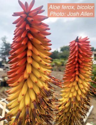 Aloe ferox, bicolor (c) Josh Allen, Fairview Nursery