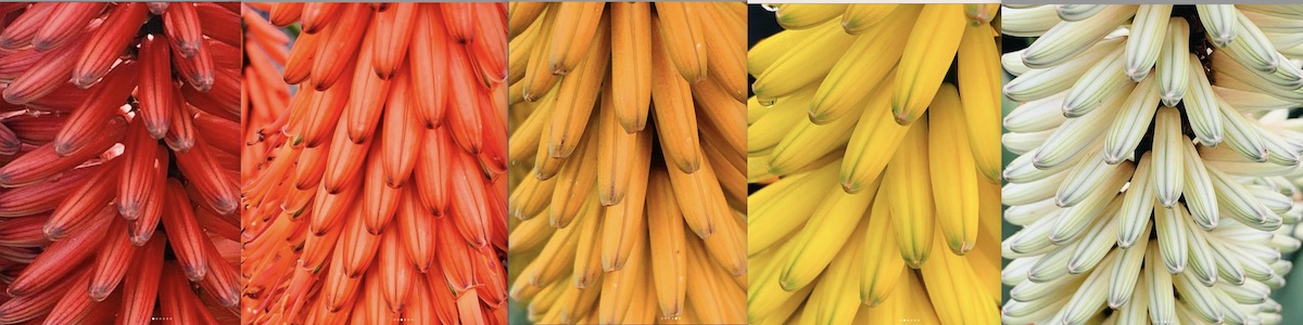 Aloe ferox flower colors (hybrid varieties) (c) Debra Lee Baldwin 