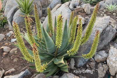 Aloe ferox, green flower KG