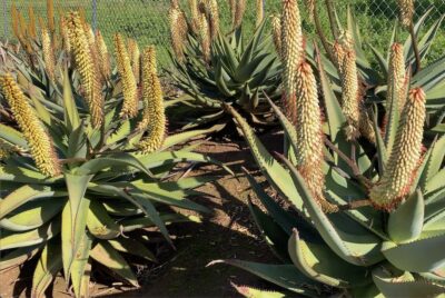Aloe ferox hybrids at Josh Allen's Fairview Nursery (c) Debra Lee Baldwin
