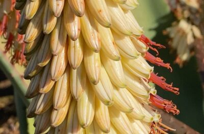 Aloe ferox, white flower (detail) (c) Debra Lee Baldwin