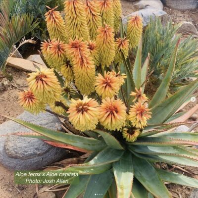 Aloe ferox x capitata Jan 28 (c) Josh Allen, Fairview Nursery