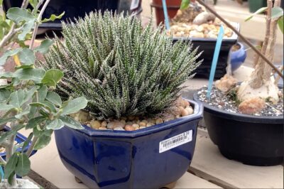 Aloe haworthioides at Botanic Wonders nursery (c) Debra Lee Baldwin