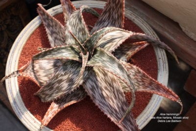 Mosaic Aloe hemmingii (A. harlana), mosaic aloe (c) Debra Lee Baldwin