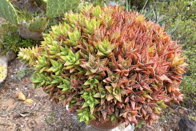 Colony forming orange succulent with star-shaped rosettes (c) Debra Lee Baldwin