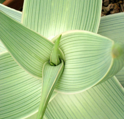 Pale green striped Aloe karasbergensis (c) Debra Lee Baldwin