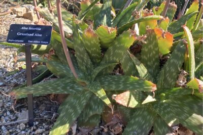 Speckled banded green aloe: Aloe lateritia at the Safari Park (c) Debra Lee Baldwin