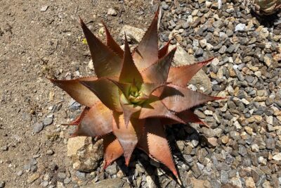 Aloe with lines on leaves: Aloe lineata (c) Debra Lee Baldwin