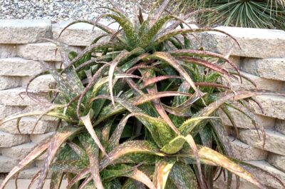 Spotted aloe cluster (c) Debra Lee Baldwin