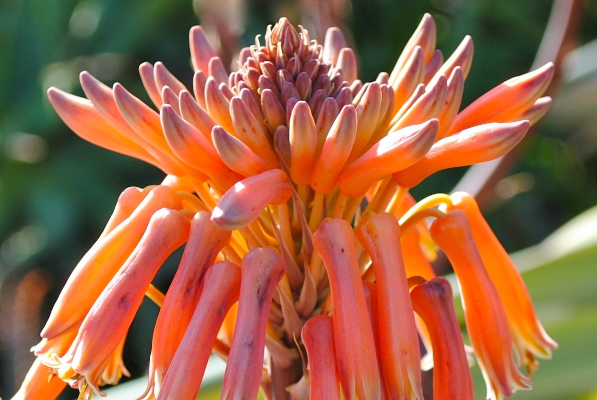 Aloe maculata flower (c) Debra Lee Baldwin 
