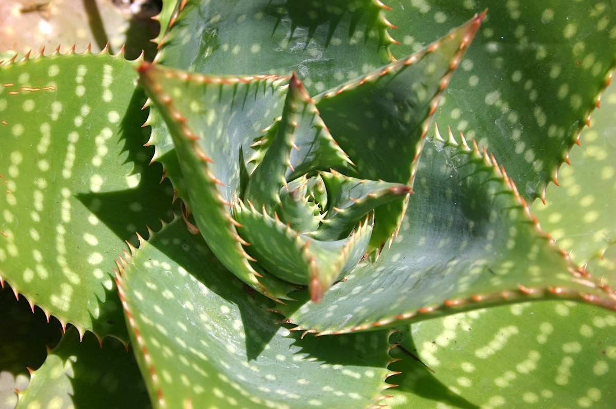 Aloe maculata (soap aloe) (c) Debra Lee Baldwin