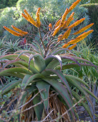 Large Aloe marlothii (c) Debra Lee Baldwin